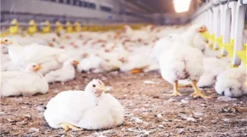 استقرار أسعار الفراخ البيضاء.. كيلو اليوم 17 ديسمبر 2025 ببورصة الدواجن